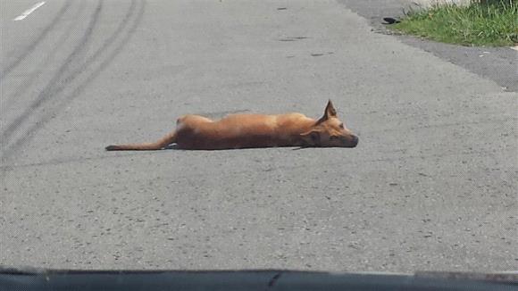世界の車装から vol.21|飛び出し注意！！特に犬！！