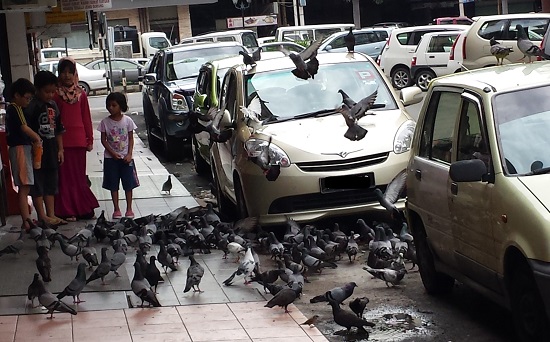 世界の車装から vol.45|鳩ストリートの駐車に注意!!