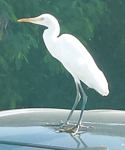 20151230_101736トリ